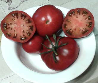 Семена томата Акми