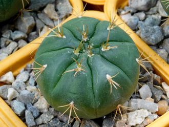 Gymnocalycium bruchii v. niveum VG 536