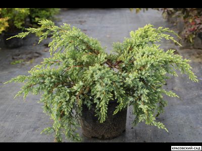 Можжевельник Голд Тип - Gold Tip