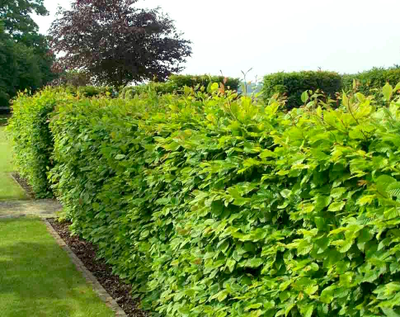 Граб обыкновенный