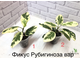 Ficus Rubiginosa variegata / фикус рубигиноза вариегатный