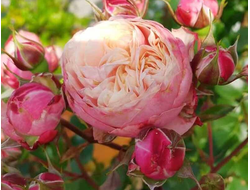 Викториан классик (Victorian Classic). Спрей. Sassen