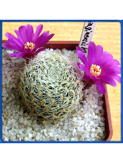 Sulcorebutia santiagensis JO