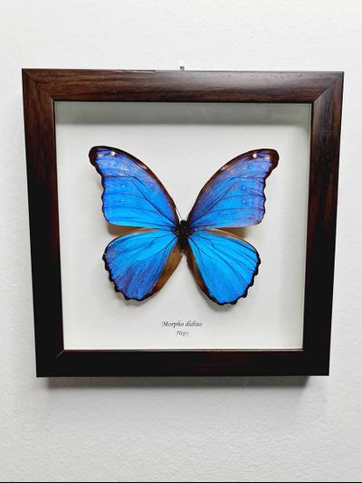 Морфо дидиус №1166 бабочка в рамке