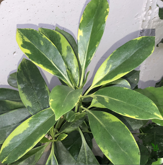 Фагрея вариегатная /  / FAGRAEA variegata