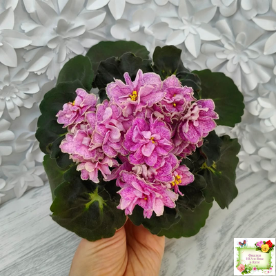 АВ-Шиповник (Фиалковод) 2021 г. (гёрл-листва)