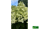 Гортензия метельчатая "Pastelgreen" (Пастель Грин)