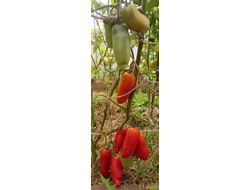 Томат Сибирский казак