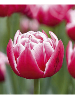 Тюльпан Колумбус (Columbus)  (в упаковке 10 шт. одного сорта)