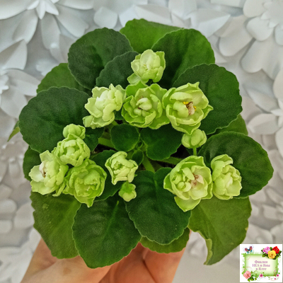 Hunter's Cabbage Goddess (K. Muzalewski)