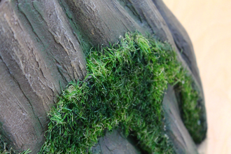 Stump