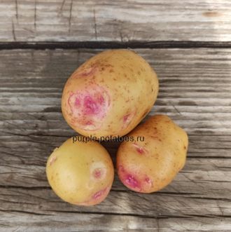 Сорт картофеля Захар