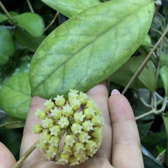 Hoya cv. Viola