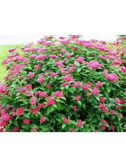 Спирея "Дартс Ред"