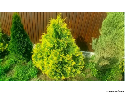 Туя Еллоу Рибон