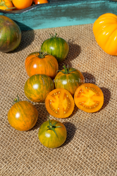 Томат Dwarf Jeremy's Stripes (Гном Джереми Полосатый), 10 шт