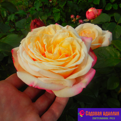 Юбилей Кордес (Kordes Jubilee)