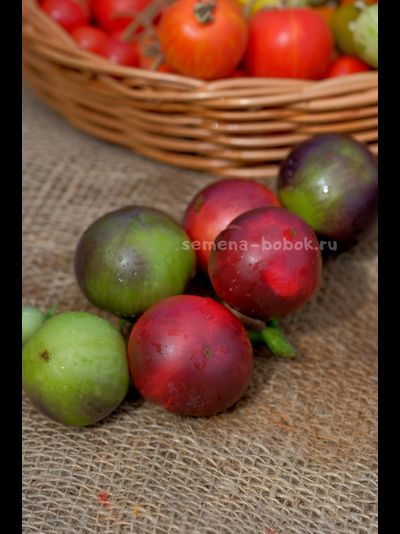 Томат Dwarf Gondwana Rose (Гном Гондвана Роза), 10 шт