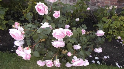 Роза Оливия Роуз Остин (Rosa Olivia Rose Austin), ОКС,  Россия