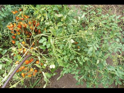 Томат  Груша апельсиновая (Pera Naranja, Груша оранжевая)