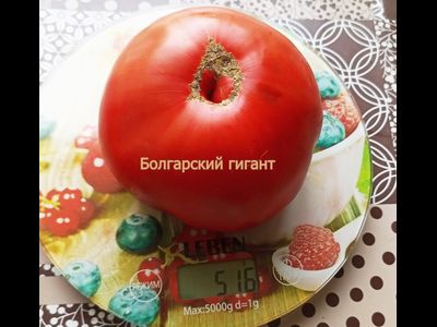 Томат Болгарский гигант (Bulgarian giant)