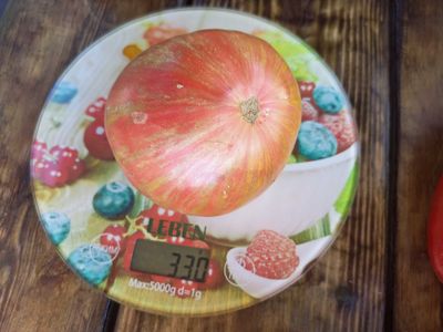 Томат гном Металлика (Dwarf Metallica)