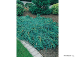 Можжевельник чешуйчатый Блю Карпет куписть с доставкой по Москве в питомнике красовский-сад.рф