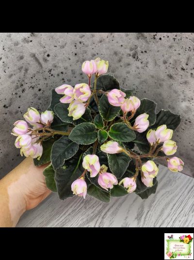 ЛЕ-Ландыши (Е. Лебецкая) 2020 г. (пестролистный лонг)