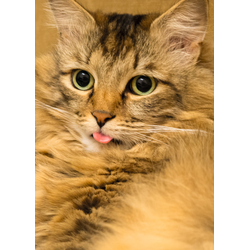 D0398 Тимофей