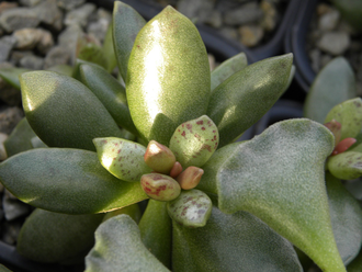 Adromischus hemisphaericus (5 листьев без корней)