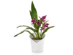 ORCHIDEA Ø 12 cm