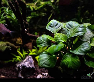 Анубиас Бартери круглолистный (Golden Coin) меристемный АЗИЯ