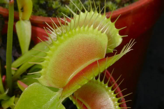 Dionaea muscipula "G-16"