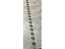 Цепь отклоняющая балюстрады Schindler (2 подшипника 16 пар) новый I-тип