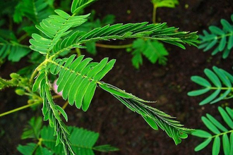 Mimosa pudica - Мимоза стыдливая, сенсорное (движущиеся) растение, удивительное растение