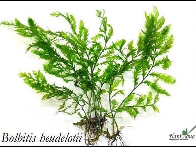 Болбитис Геделоти XL  (куст)