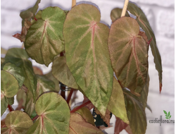 Бегония Дитриха / Begonia dietrichiana