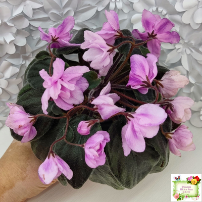 Pink Tulip Gold (японская селекция)