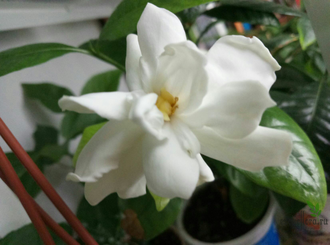Gardenia Augusta 'Lasting Beauty'
