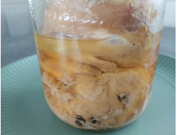 Перепела тушеные в собственном соку. Тушенка из перепелов | ферма СытникЪ