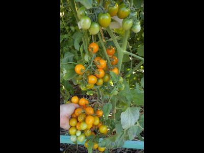 Томат Летнее солнце