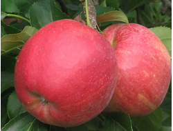Рубин (яблоня)