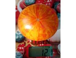 Томат Королева красоты (Beauty Queen)