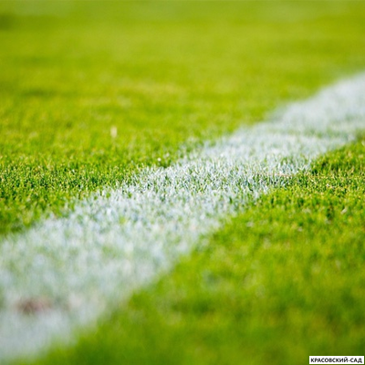Рулонный газон Спортивный
