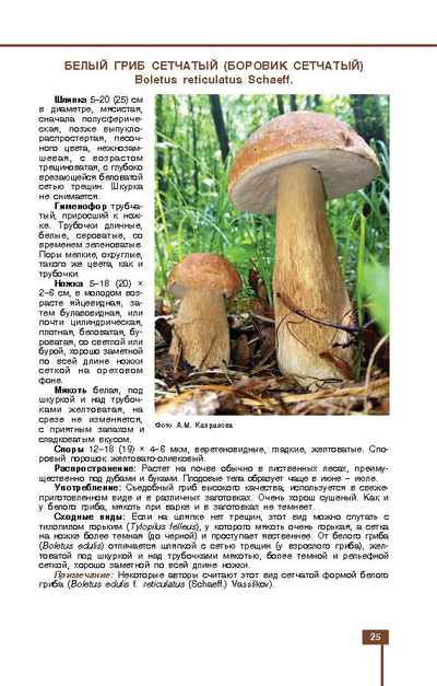 Грибы знакомые и незнакомые