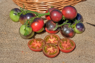 Томат Dwarf Gondwana Thunder (Гном Гондвана Гром), 10 шт