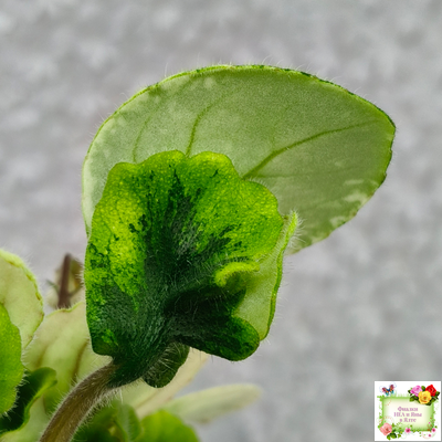 LV-15 сеянец (Л. Шевелёва) (стартер)