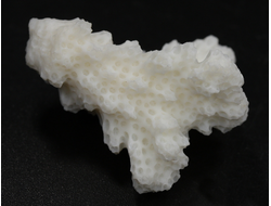 Коралл белый, коллекционный образец, Китай (35*30*19 мм, 8 г) №37627