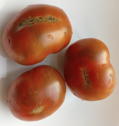 Томат Гном Пит Вайпер (Dwarf Pite Wiper, Гремучая змея)