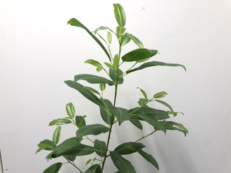 Ficus superba var. henneana / фикус суперба хениана